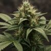 Cannabis mature cola with dense trichomes and orange pistils.