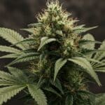 Cannabis mature cola with dense trichomes and orange pistils.
