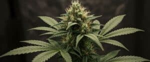 Cannabis mature cola with dense trichomes and orange pistils.