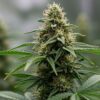 Mature cannabis cola with dense trichomes and orange pistils.
