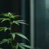 Cannabis plant closeup with developing bud in dark lab setting.