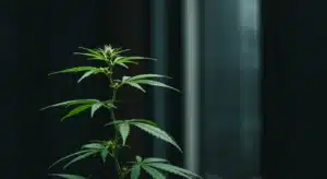 Cannabis plant closeup with developing bud in dark lab setting.