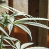 Close-up of a cannabis plant under natural sunlight inside a greenhouse