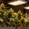 Cannabis plant with colorful maturing leaves in an indoor grow.