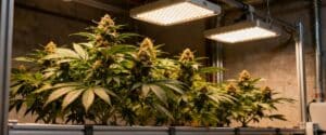 Cannabis plant with colorful maturing leaves in an indoor grow.
