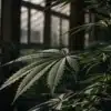 Close-up of a cannabis plant in a greenhouse with natural light filtering through the glass panels.