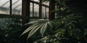 Close-up of a cannabis plant in a greenhouse with natural light filtering through the glass panels.