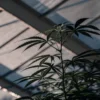 Close-up of a cannabis plant growing inside a greenhouse with natural light.