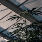 Close-up of a cannabis plant growing inside a greenhouse with natural light.