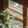Close-up of a cannabis plant in a greenhouse under natural sunlight.