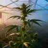 Cannabis-plant-greenhouse-morning-dew with wet leaves in soft sunrise light.