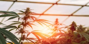 Cannabis plant in a greenhouse with warm sunset lighting.