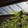 Cannabis plant growing under natural sunlight inside a greenhouse.