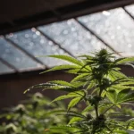 Cannabis plant growing under natural sunlight inside a greenhouse.
