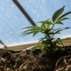 Young cannabis plant growing in nutrient-rich soil inside a bright greenhouse.