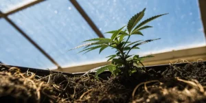 Young cannabis plant growing in nutrient-rich soil inside a bright greenhouse.