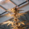 Cannabis plant illuminated by HPS lighting inside a greenhouse grow room.