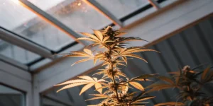 Cannabis plant illuminated by HPS lighting inside a greenhouse grow room.