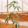 Close-up of a young cannabis plant inside a greenhouse after watering.