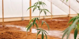 Close-up of a young cannabis plant inside a greenhouse after watering.