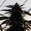 Close-up of a cannabis plant growing indoors under natural light in a greenhouse.