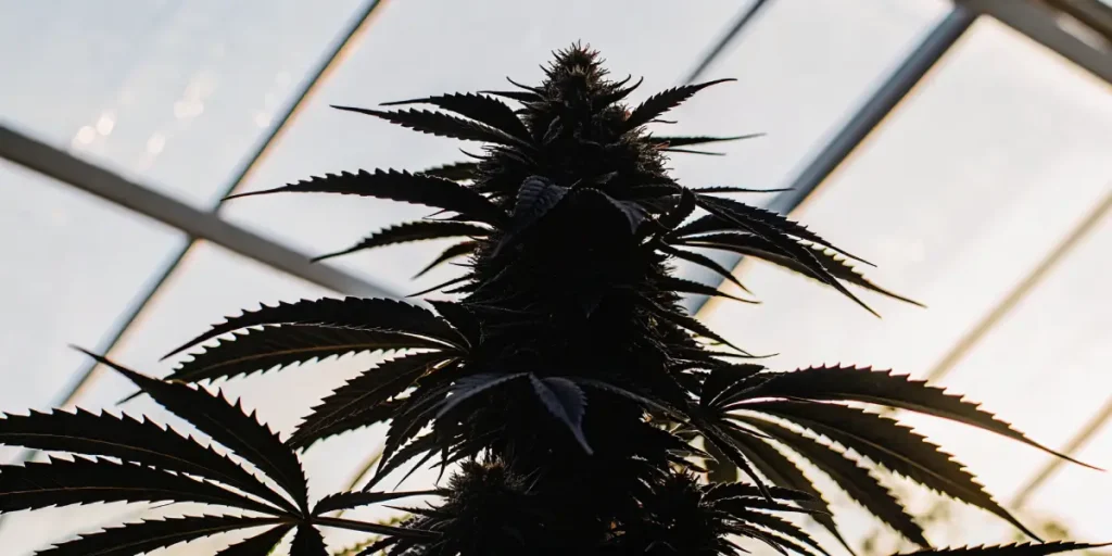 Close-up of a cannabis plant growing indoors under natural light in a greenhouse.