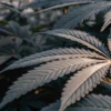 close-up of cannabis plant leaves with detailed texture under natural sunlight
