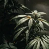 Cannabis plant with green serrated leaves under indoor grow light.
