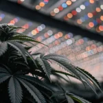 Close-up of a cannabis plant under colorful LED lights inside a greenhouse.