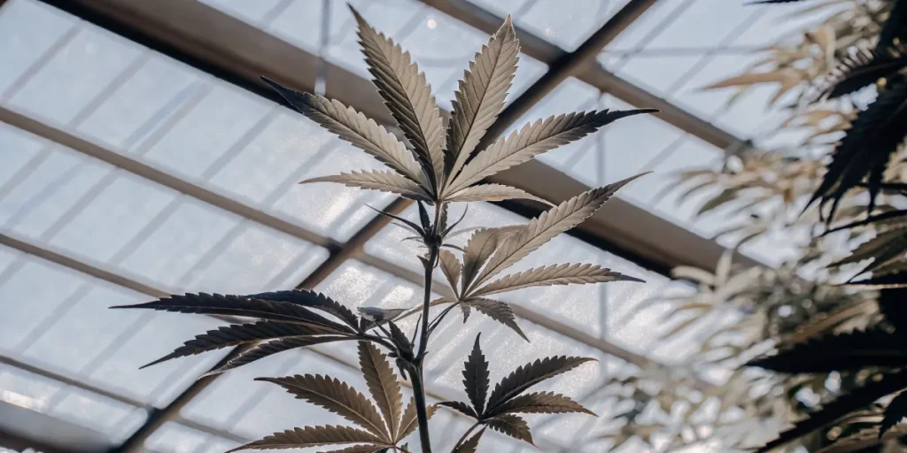 Cannabis plant reaching toward the light in a greenhouse environment.