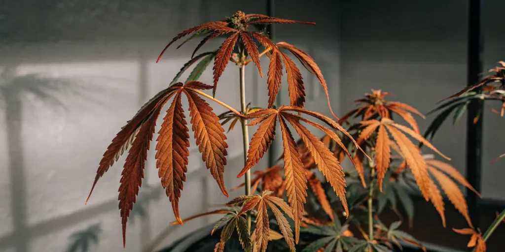 Cannabis plant with red-tinted leaves under artificial indoor lighting.