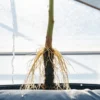 Close-up view of cannabis plant roots exposed in a hydroponic system inside a greenhouse.