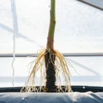 Close-up view of cannabis plant roots exposed in a hydroponic system inside a greenhouse.