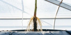 Close-up view of cannabis plant roots exposed in a hydroponic system inside a greenhouse.