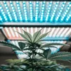 cannabis plant growing indoors under bright blue LED grow lights