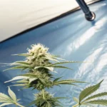 Close-up of a cannabis plant growing inside a blue grow tent under artificial lighting.