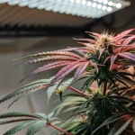 close-up of a cannabis plant under LED grow lights with vibrant purple and red leaves