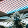 Close-up of a cannabis plant growing under LED grow lights indoors
