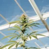 Close-up of a cannabis plant growing tall under natural sunlight in a greenhouse.