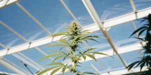 Close-up of a cannabis plant growing tall under natural sunlight in a greenhouse.