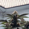 Close-up of a cannabis plant flowering under strong white LED grow lights in an indoor setup.
