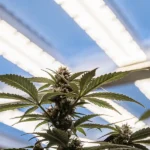 Close-up of a cannabis plant growing under bright white spectrum grow lights in an indoor setup.
