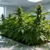 Cannabis plants growing in a laboratory with healthy buds and bright light.