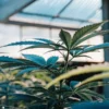 Cannabis plants growing inside a greenhouse under natural sunlight.
