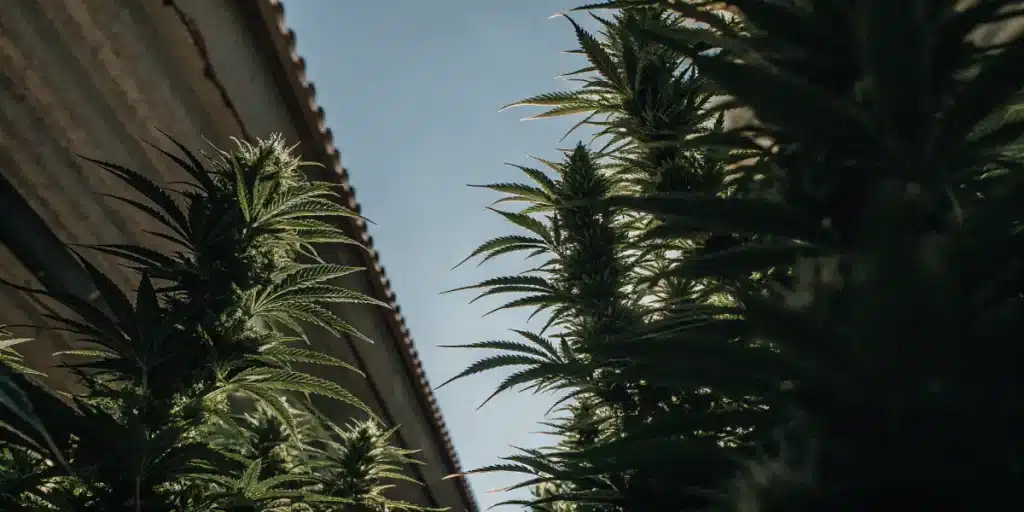 tall cannabis plants growing outdoors under natural sky and sunlight