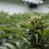 Cannabis plant sunlit through large windows with dewdrops on leaves.