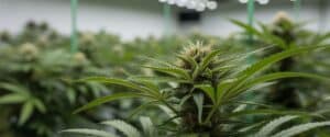 Cannabis plant sunlit through large windows with dewdrops on leaves.