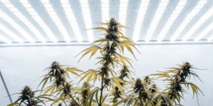 Cannabis plants growing indoors under LED grow lights with visible buds and leaves.