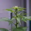 Cannabis preflower closeup with emerging pistils in lab setting.