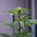 Cannabis preflower closeup with emerging pistils in lab setting.